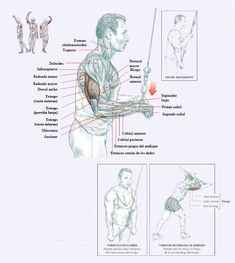 an image of the muscles and their functions in human body diagram with caption below