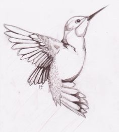 a pencil drawing of a hummingbird in flight