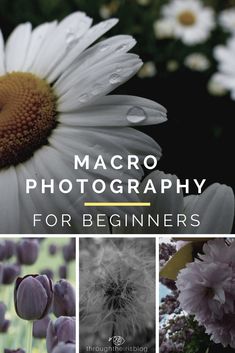 the cover of macro photography for beginners, with pictures of flowers and plants in it