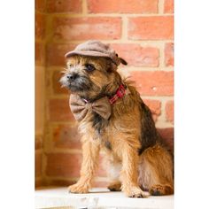 a small dog wearing a hat and bow tie sitting on a ledge next to a brick wall