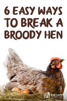 a chicken laying on top of hay with the words, 6 easy ways to break a bro