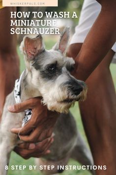 a dog being petted by its owner with the title how to wash a miniature schnauzer