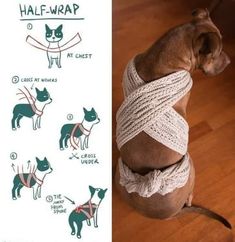 a dog tied up to a wall with instructions on how to tie it and what to wear