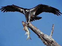 an ostrich with fish in it's talon on a tree branch