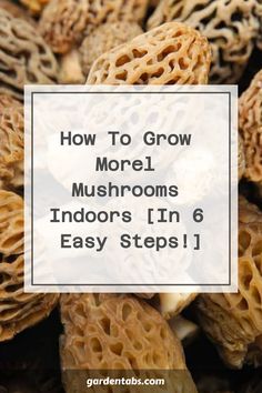 How To Grow Morel Mushrooms Indoors [In 6 Easy Steps!] Farming Mushrooms, Growing Morel Mushrooms, Edible Wild Mushrooms, Medicinal Wild Plants, Mushrooms Growing, Food Forest Garden, Mushroom Varieties, Morel Mushrooms