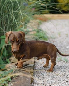 photograph of miniature dachshund from linda fox design Miniature Dachshund, Three Kids, Dog Walking, An Artist