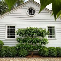 Sunday House 🏡 #sunday #realestate #stalker #classic #traditional #architecture #symmetry #white #houses #espalier #green #landscape… | Instagram Curb Appeal Ideas, Espalier Fruit Trees, House Garage, Gardening Techniques, Walled Garden, Exterior Paint Colors, Green Landscape, Traditional Architecture, Window Box