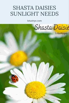 This pin explores the sunlight needs of Shasta daisies, focusing on their preferences for full sun and partial shade. It includes insights for effective gardening practices and caring for these flowers. How To Grow, Soil, Beautiful Flowers, Lush, To Grow, The Light, Daisy, Wonder