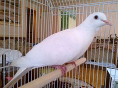 a white bird sitting on top of a wooden stick in a cage with other birds