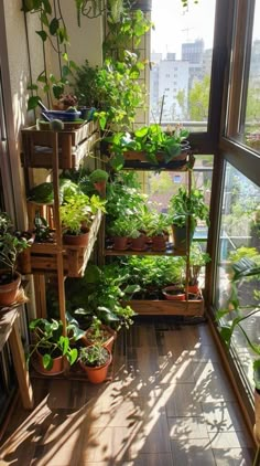 an indoor greenhouse filled with lots of green plants and potted plants on wooden shelves