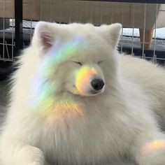 a white polar bear is laying down with its eyes closed