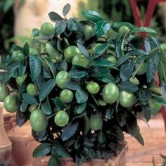 a potted plant with green fruit on it