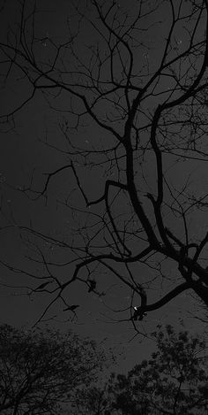 black and white photograph of tree branches at night