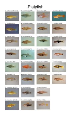 the different types of fish are shown in this chart