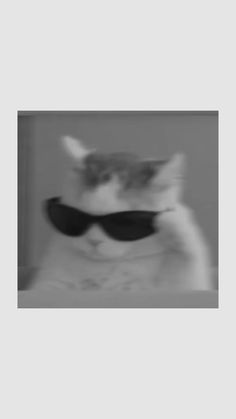 a cat with sunglasses on it's face