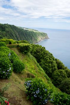 a scenic view of the ocean and land with blue flowers growing on it's side