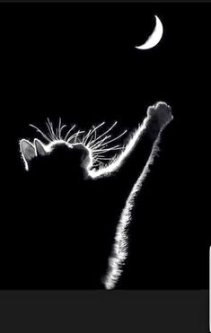 a black and white photo of a cat reaching up at the moon