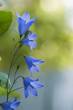 Delicate periwinkle purple harebell flowers are just dangling off slender green stems. Blue Flowers Photography, Tropic Flowers, Watercolour Reference, Flowers Line Drawing, Deep Periwinkle, Black Line Tattoo, Periwinkle Flowers, Deep Winter Colors