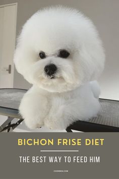 Bichon Frise Diet Bichon Frise Rescue, Best Dog Food Brands, Make Dog Food, Dog Food Brands, Healthy Dog Food Recipes, Best Dog Food