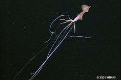 an image of a jellyfish in the dark water with its long tentacles sticking out