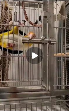 a yellow and white bird in a cage