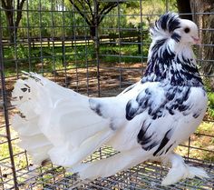 a large white and black bird standing on top of a caged in animal enclosure