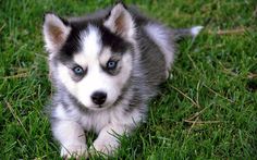 a puppy with blue eyes standing in the grass