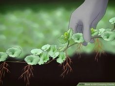 a hand reaching for leaves on a plant with roots in the foreground and green background