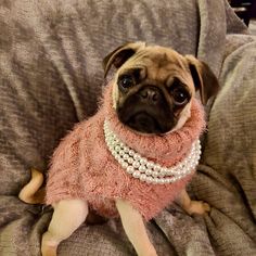 a small pug dog wearing a pink sweater and pearls on it's collar