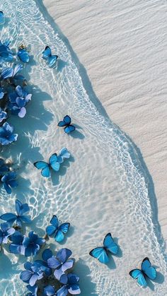 several blue butterflies floating in the water next to a sandy beach with white sand and waves