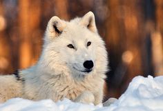 a white wolf laying in the snow with his eyes open and looking at the camera