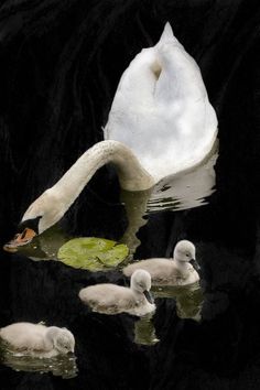 a mother swan with her babies swimming in the water