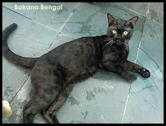 a black cat laying on the floor with its eyes wide open