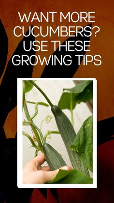 a hand holding a plant with the words want more cucumbers? use these growing tips