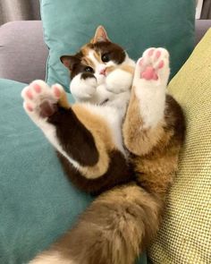 a cat laying on top of a couch with its paws in the air