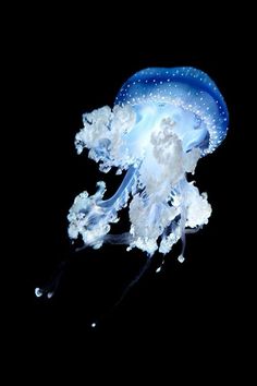 a blue and white jellyfish floating in the water