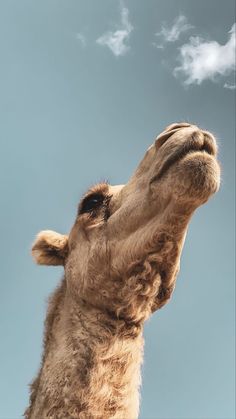 a close up of a giraffes face with its head in the air