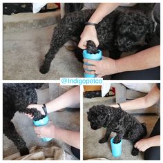 four pictures of a black dog playing with a blue cup