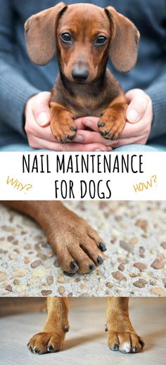 a small brown dog sitting on top of a person's lap with the caption nail maintenance for dogs