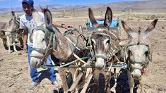 two donkeys being pulled by a man in the desert