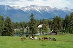 several horses grazing in a field with mountains in the background and snow - capped peaks