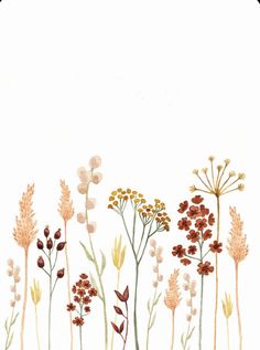 an illustration of flowers and plants with white background