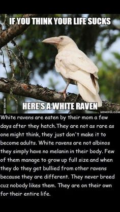 a bird sitting on top of a tree branch next to a poem about white raven