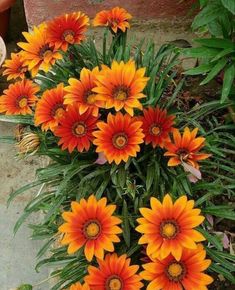 orange and yellow flowers are growing in the garden