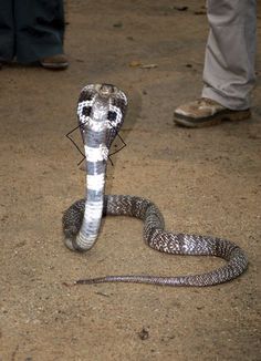 a snake with it's mouth open on the ground