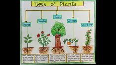 an image of plants that are labeled in different parts of the plant life cycle, including trees and shrubs