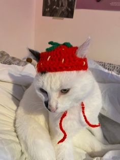 a white cat wearing a red knitted strawberry hat on top of it's head