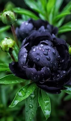 a black flower with water droplets on it