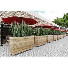 large planters are lined up on the side of a brick walkway with red umbrellas in the background