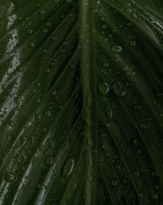 the underside of a large green leaf with water droplets on it